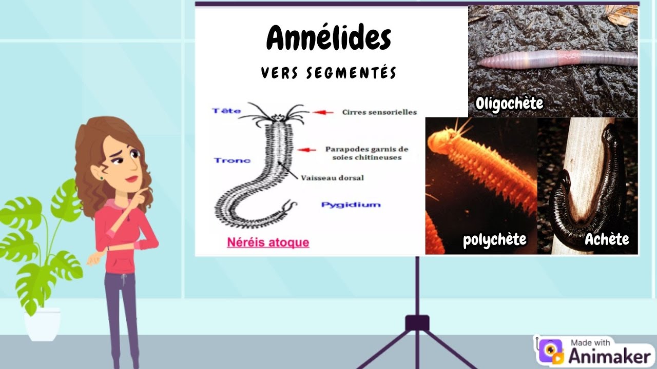 Zoologie : Les Annélides (Tout savoir sur les Vers Segmentés)