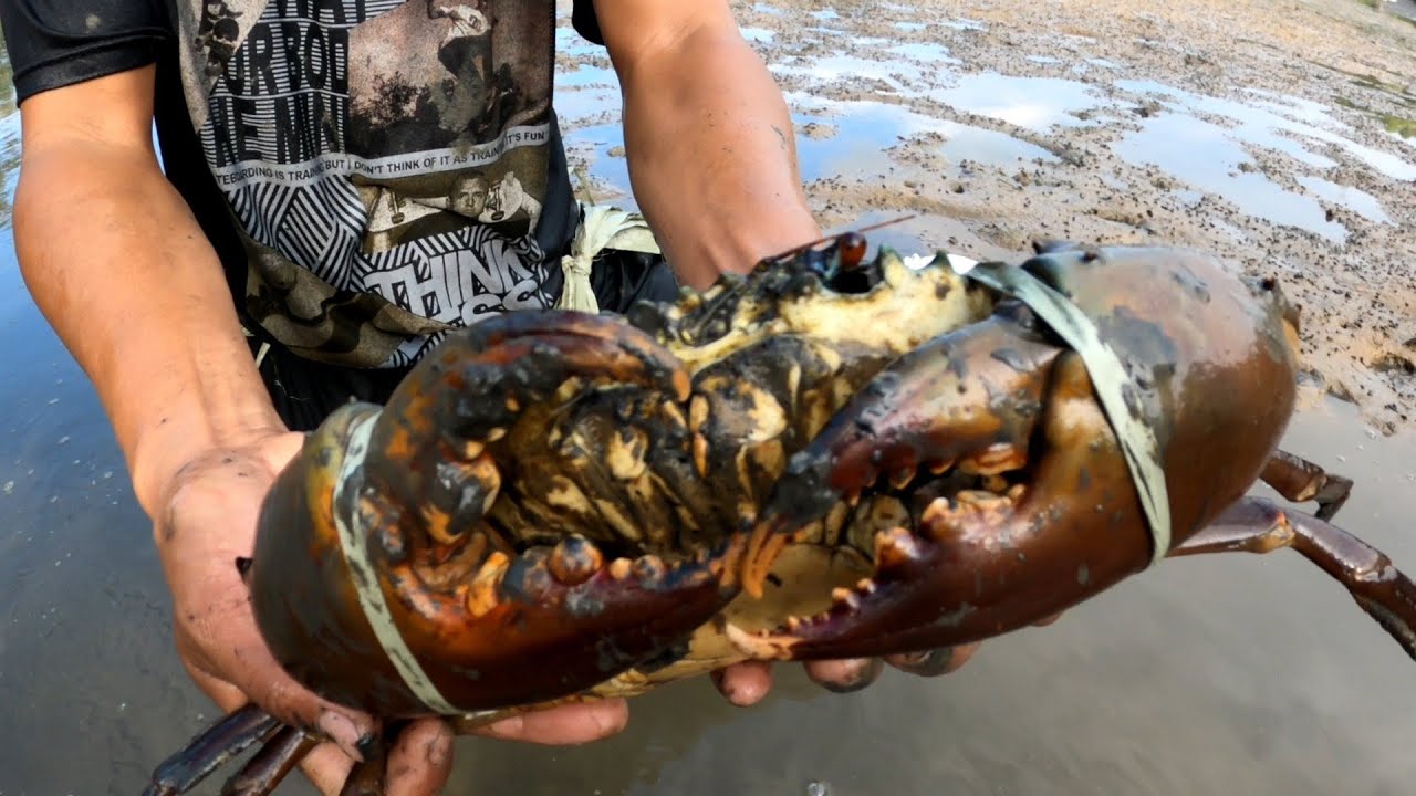 Amazing Catching,Lucky fishermen find lots of the best quality crabs at low tide