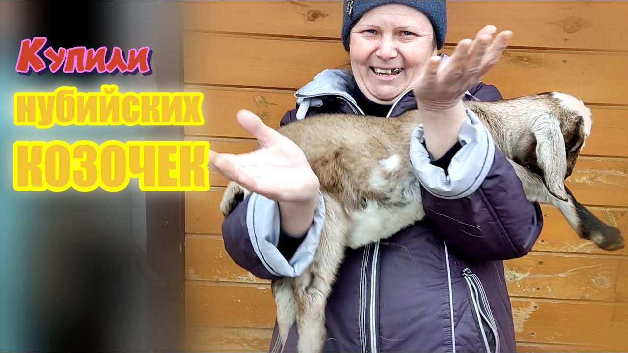 ПОКУПКА КОЗОЧЕК | ОБЗОР САРАЯ ДЛЯ КОЗ | ПЕРВАЯ КОРМЕЖКА ИЗ СОСКИ