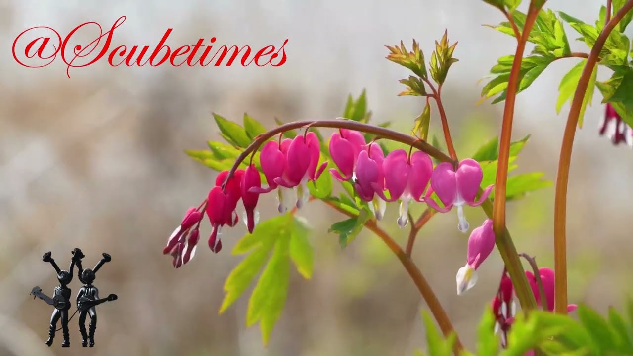 Brave #hearts #music #love #song #scubetimes #dream #hearttouching #trending #heart