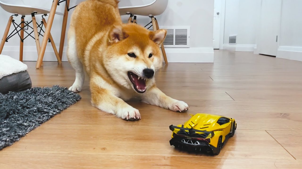柴犬第一次遇上遙控車，會有什麼反應？
