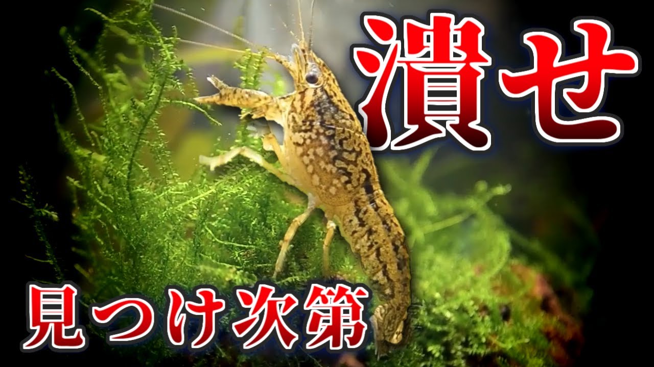 【緊急】このザリガニを見つけたら、すぐに踏みつぶしてください