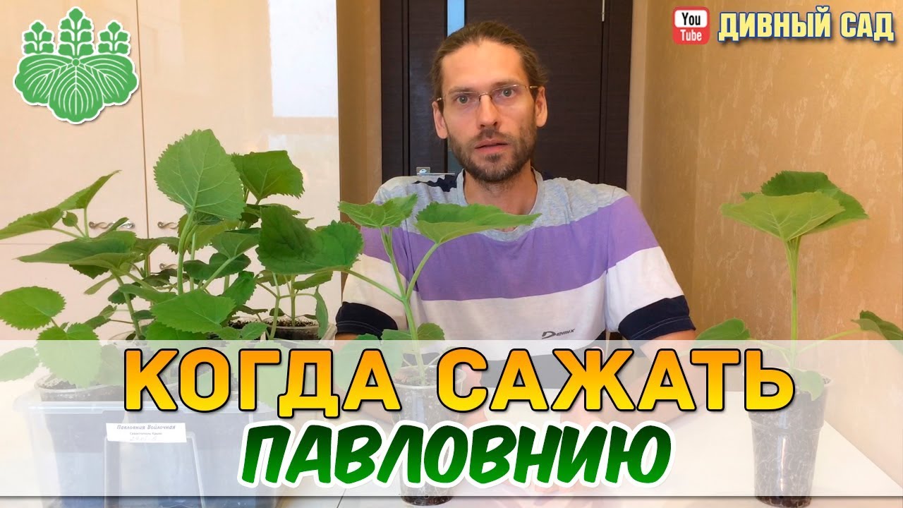 Когда сажать Павловнию или почему я сажаю почти все лето?