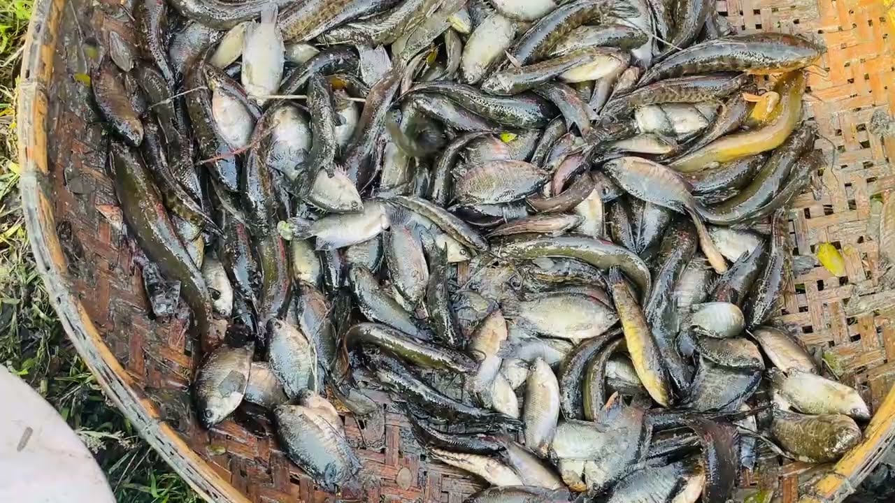 একদিনে পুকুরের সব দেশি কৈ ও শিং মাছ ধরা | Village Fishing
