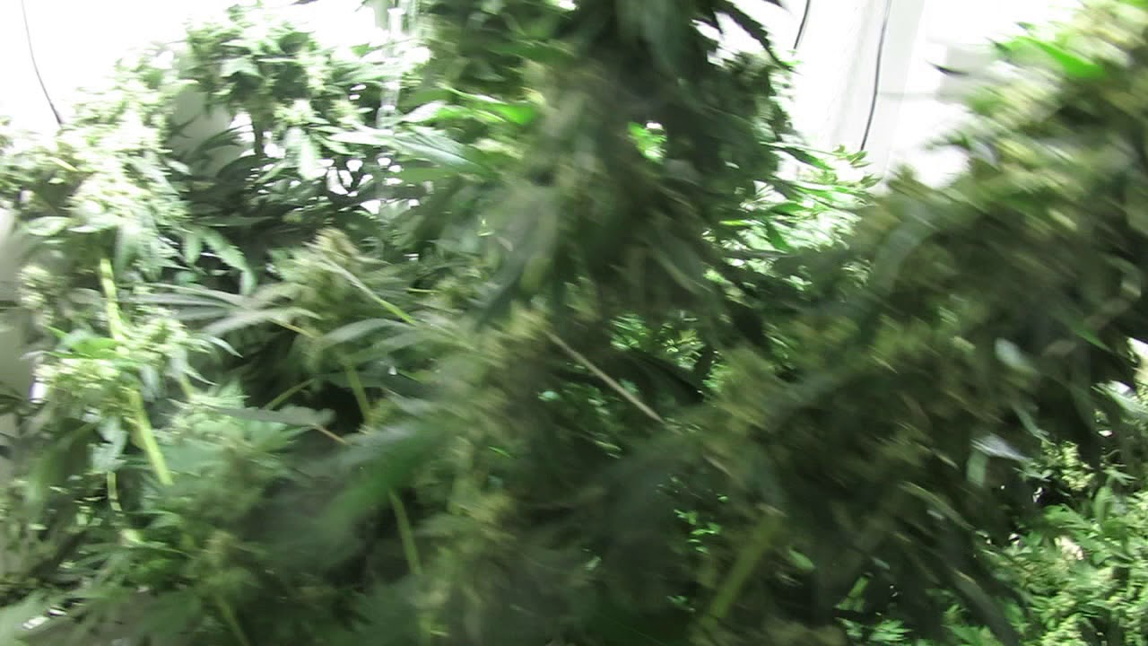 dinafem moby dick harvest 2 RDWC system