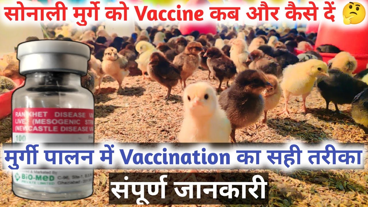 सोनाली चूजों को पहली वैक्सीन कब और कैसे दें? | Sonali Chicks Vaccination Guide