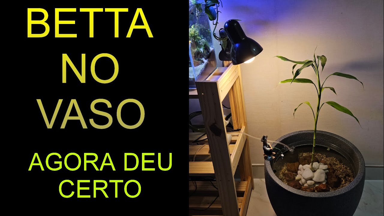 Agora sim, o vaso do betta foi um sucesso
