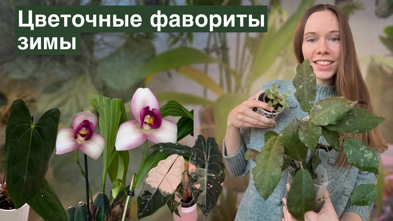 Фавориты прошедшей зимы: Алоказии, Хойи и Орхидеи и другие растения, которые меня покорили!