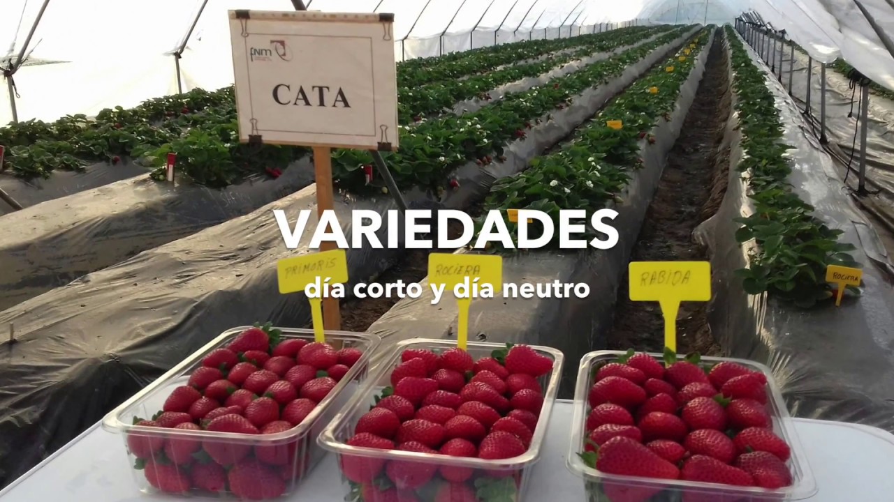 Fresas Nuevos Materiales (FNM). ¿Quiénes somos?