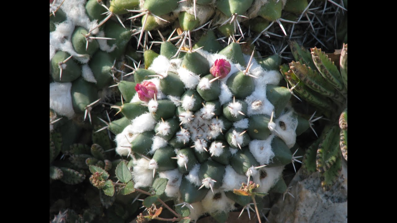 Santiago de Cuba - Cactus Garden