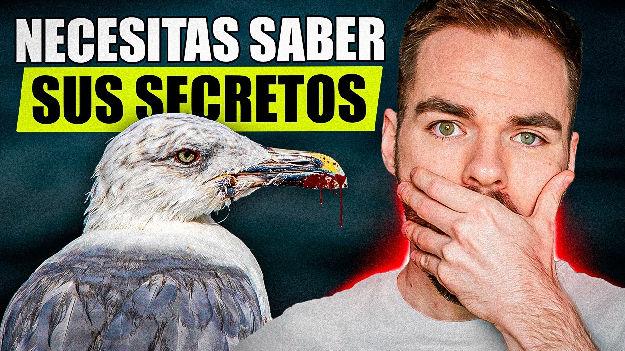 🔴 Lo que NECESITAS SABER de las GAVIOTAS 🔴