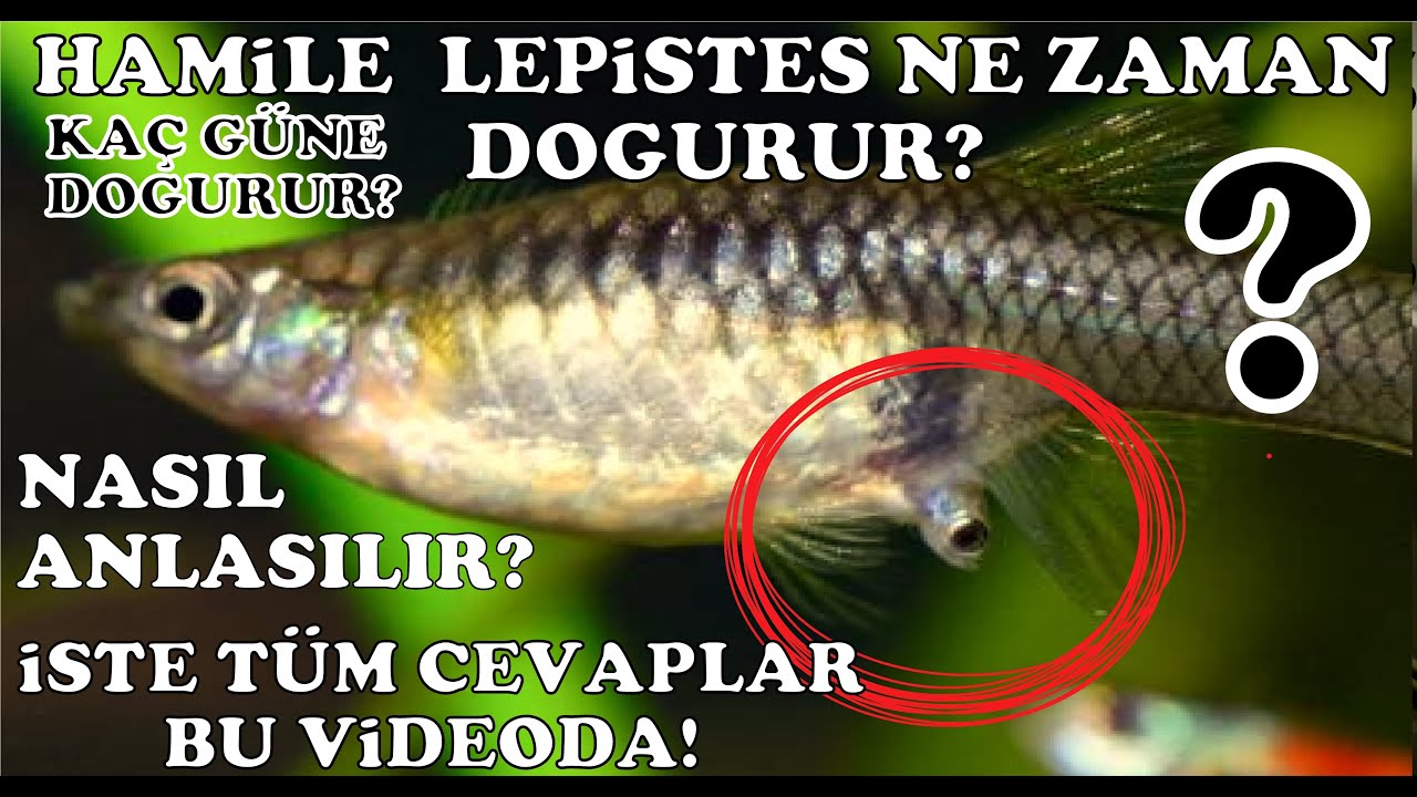 HAMİLE LEPİSTES NE ZAMAN DOĞURUR? KAÇ GÜNÜ KALDIĞINI NASIL ANLARIZ? NE ZAMAN YAVRULUĞA AYIRMALIYIZ?
