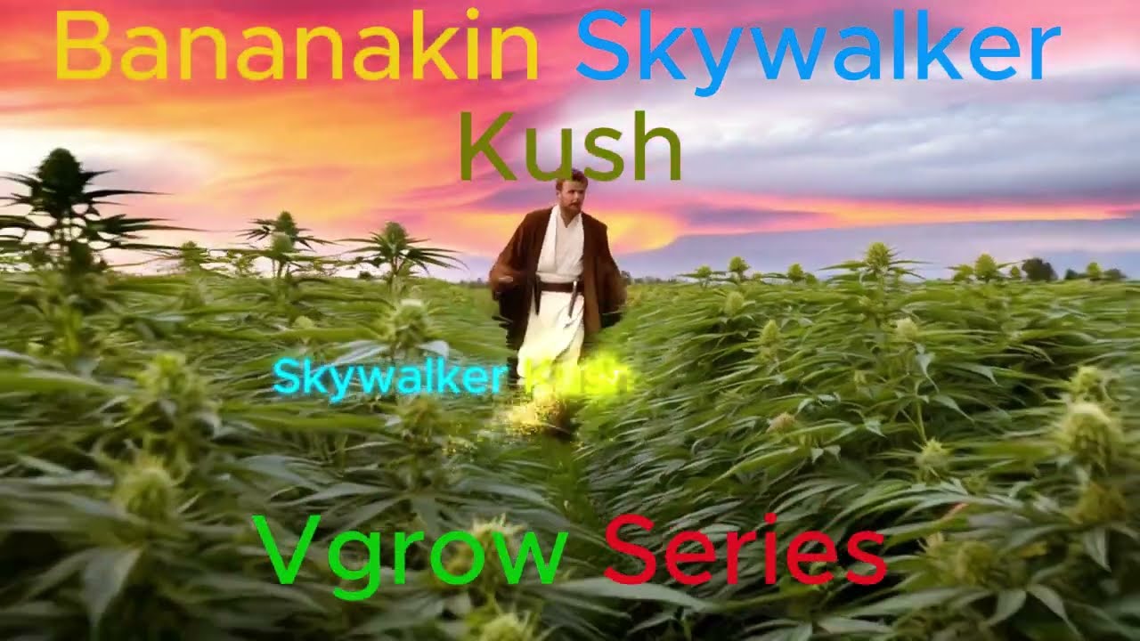 Vivosun Vgrow Only 100 Beans in the U.S.A!!!!  Vgrow Series Bananakin Skywalker Kush