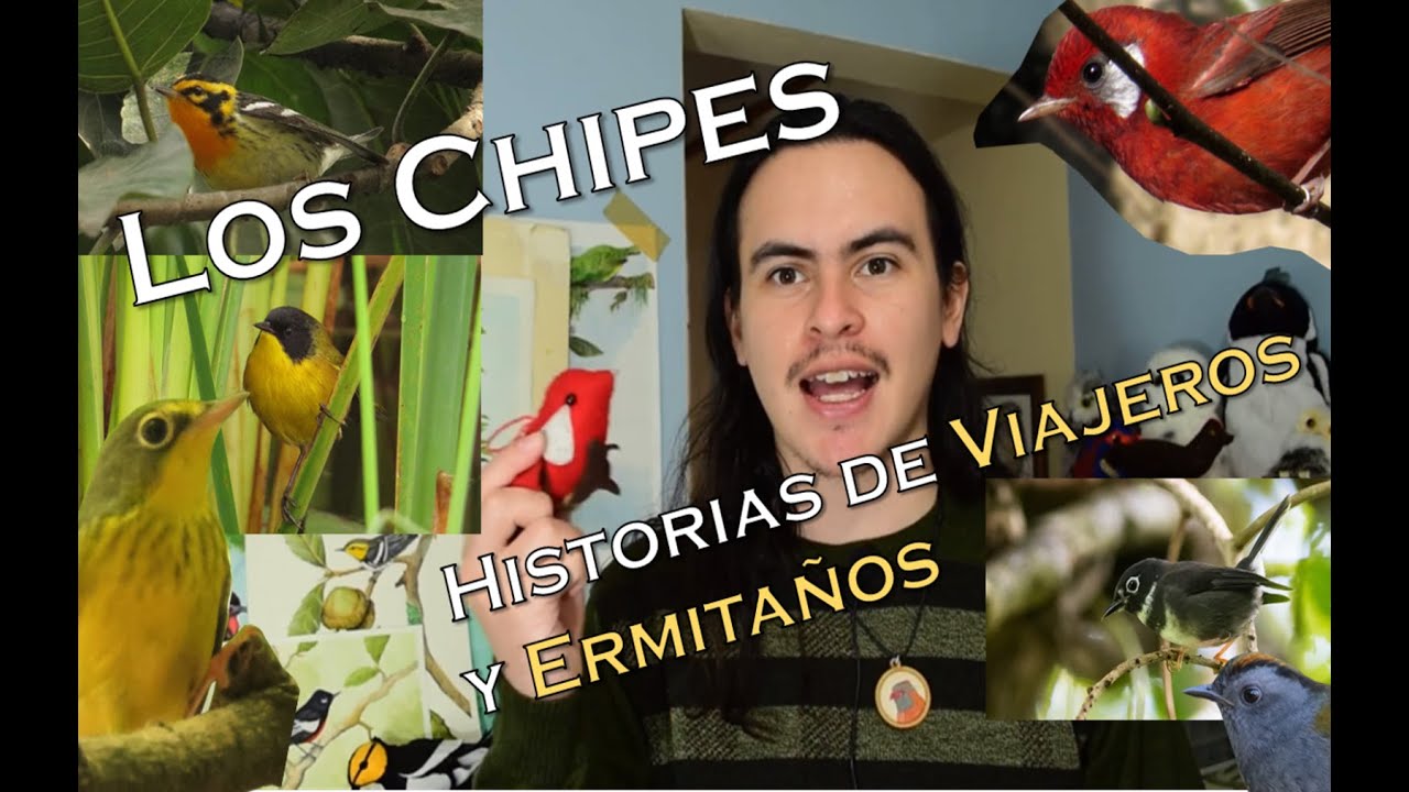 Parulidae | Historias de Viajeros y Ermitaños