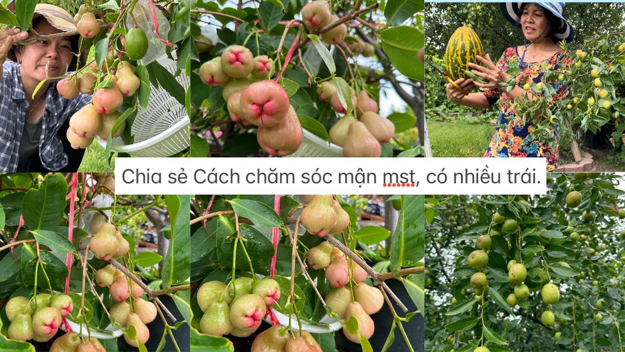 Chia sẻ Cách chăm sóc mận Hồng Sóc Trăng mst, có nhiều trái. Tx ❤️🥰🌺# 541