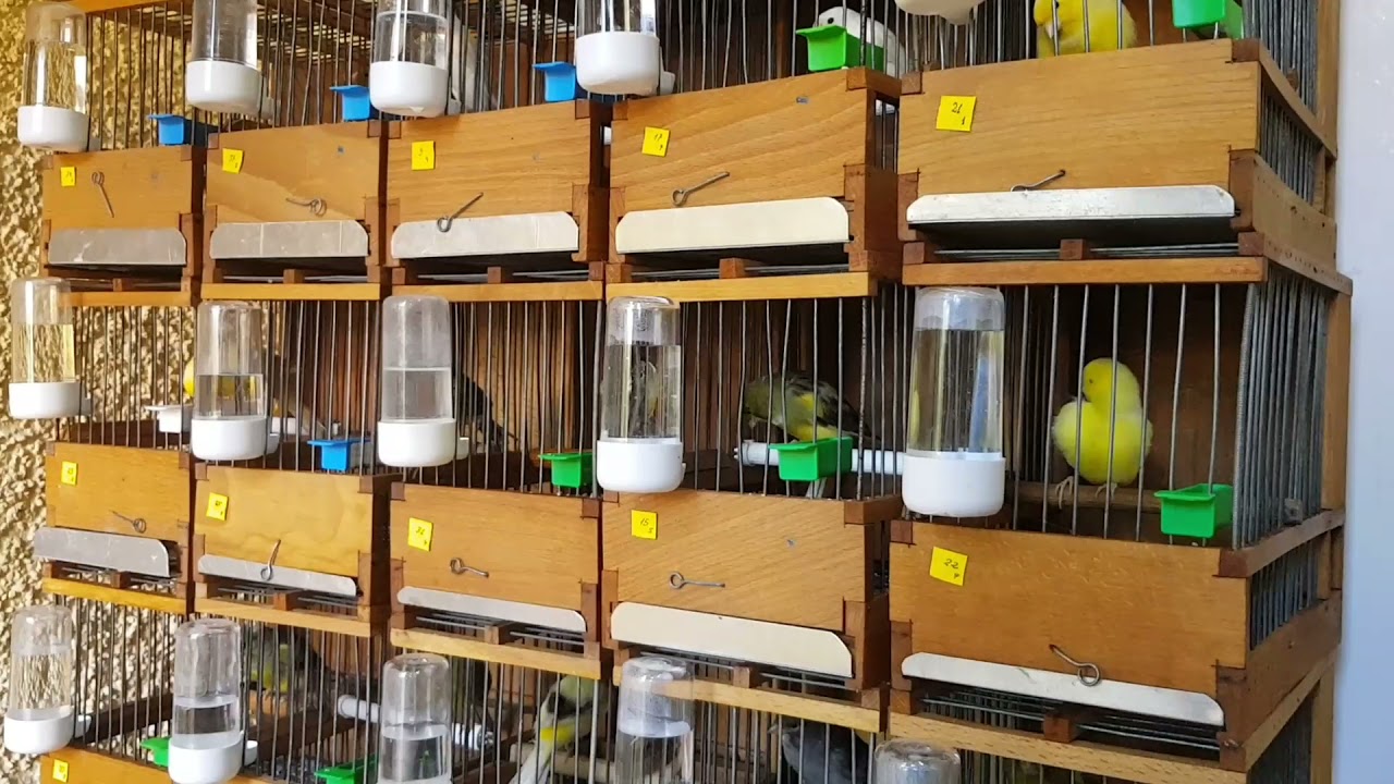 cría de canarios timbrados para Principiantes: Enjaulo a los pichones 🐤🐤🐤👍🐥🐦