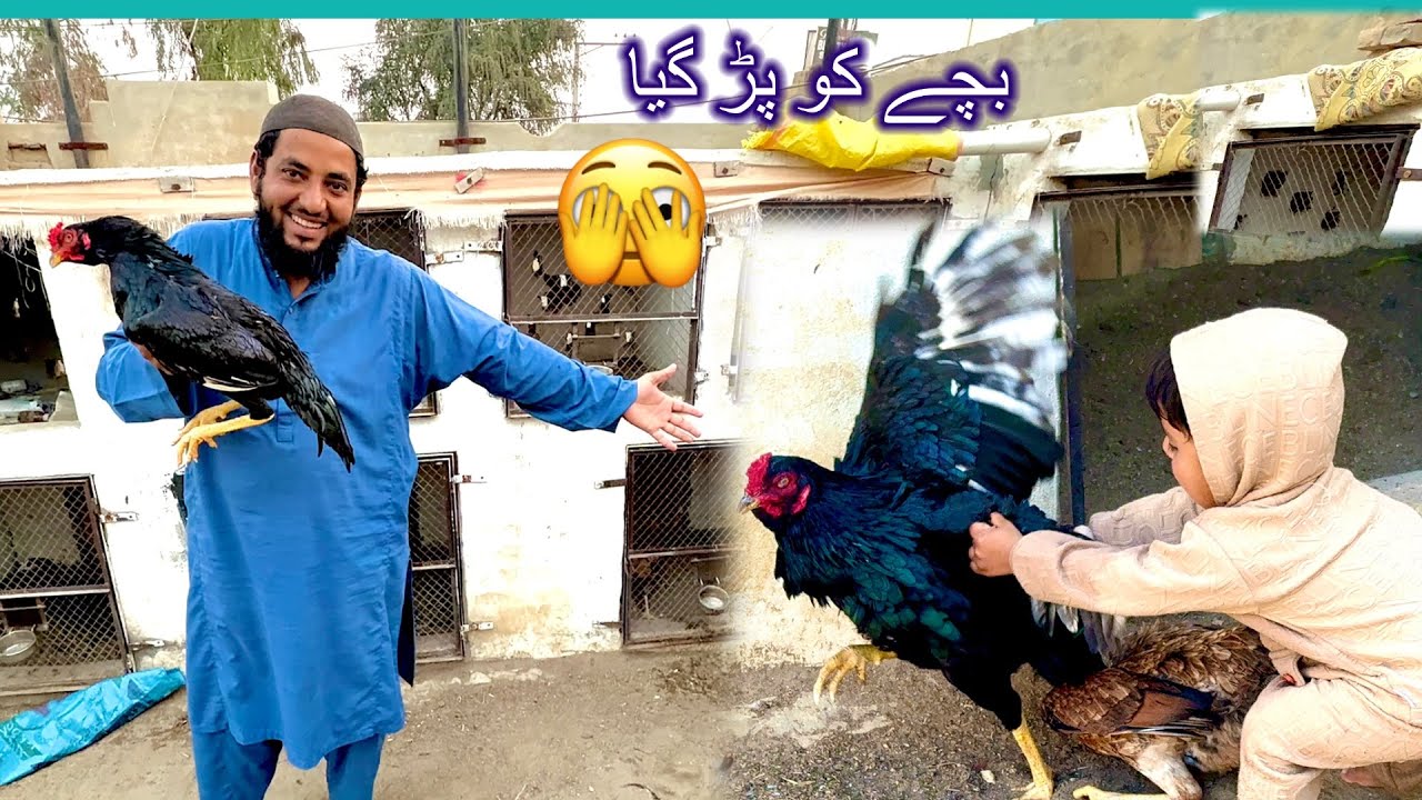 Chota kala Biphar Gya 🫣 Bachy Ko 🤫