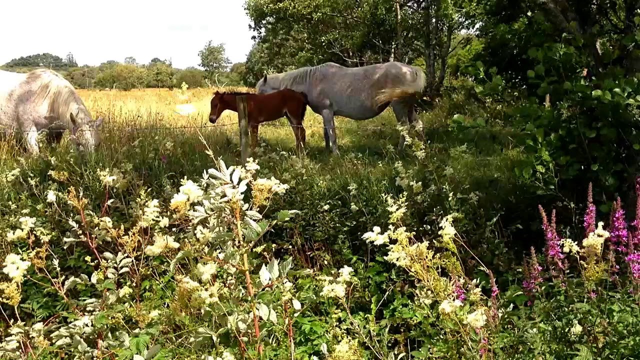 Ireland Connemara Galway Ponies & Foals Grazing -  Wildlife Landscape Scenery