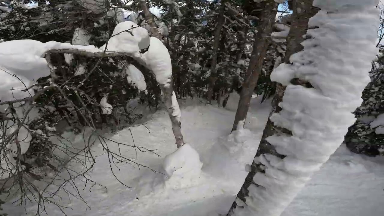 Sunny Days - Catamount Bowl Woods - Mad River Glen (2026)