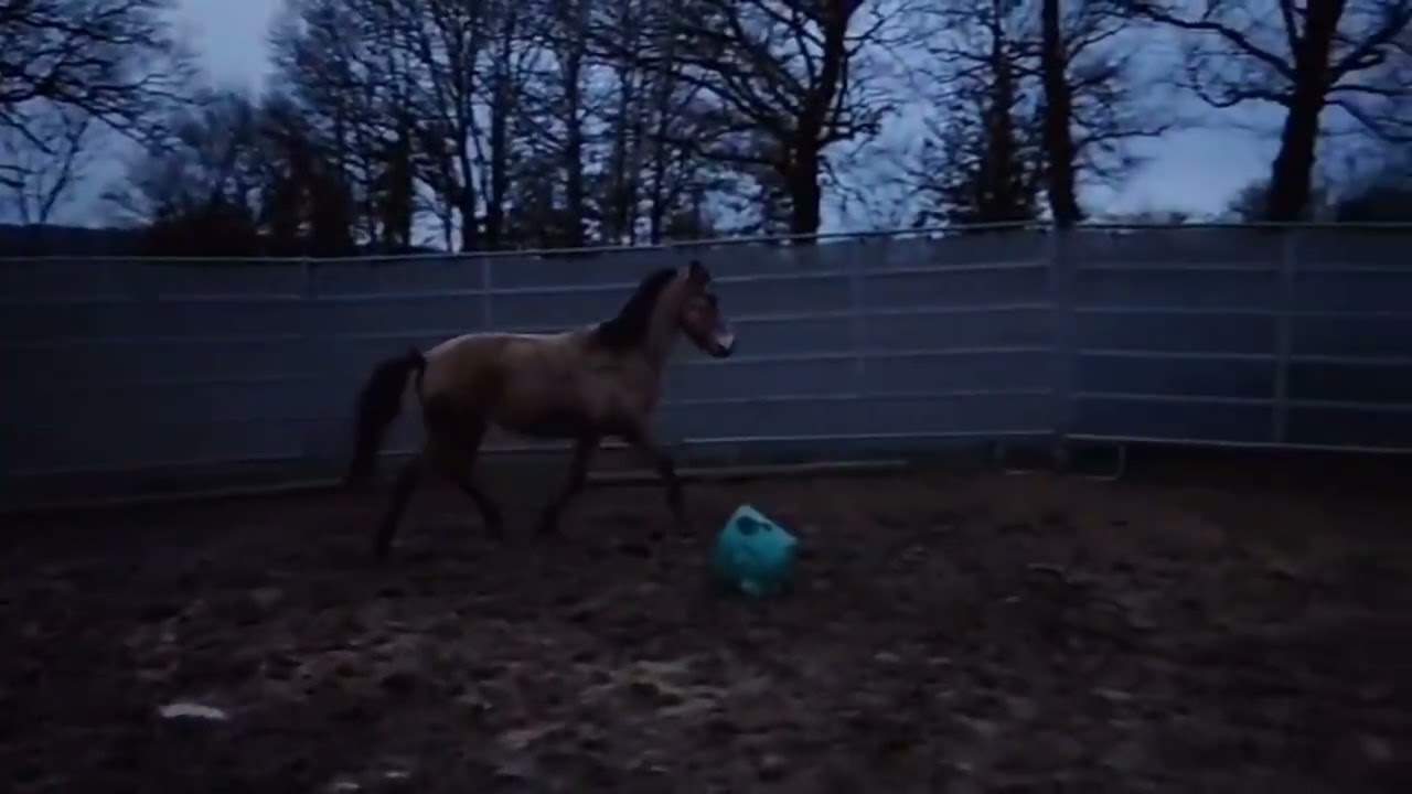Poney à vendre - Moonlight d'Arquetan - equirodi.com