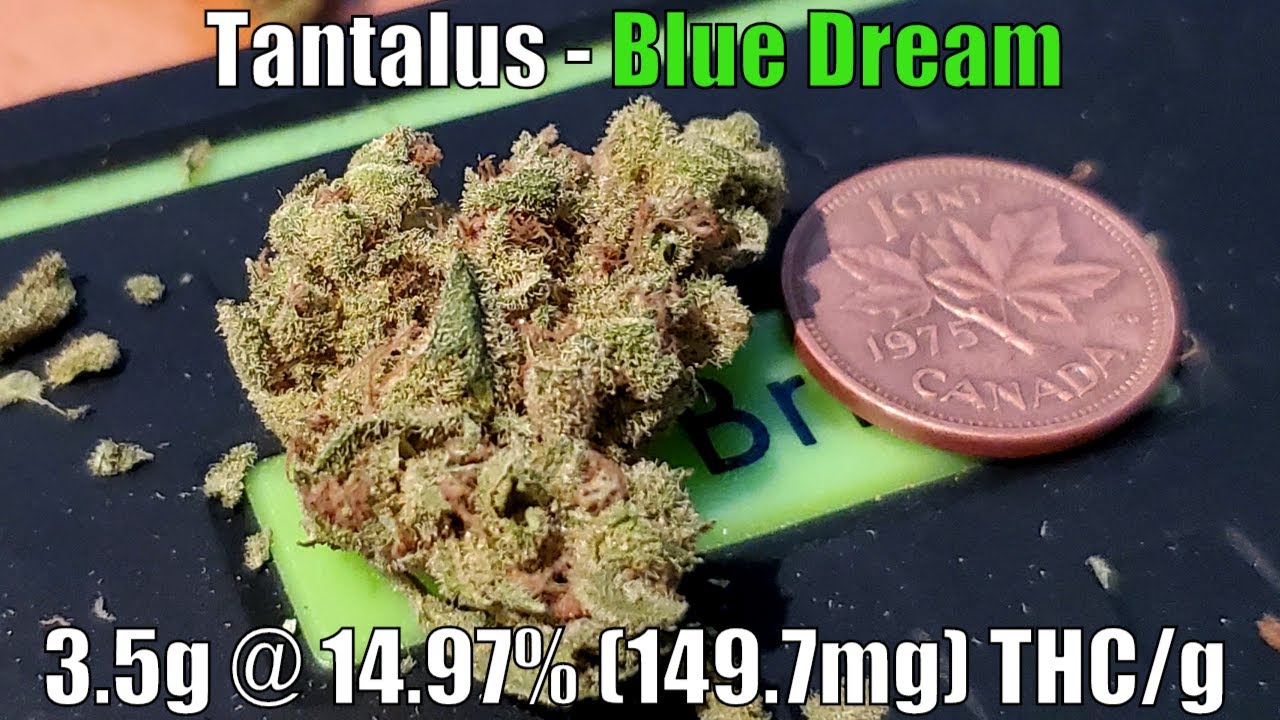 Tantalus - Blue Dream Unboxing Review - 3.5g @ 14.97% (149.7mg) THC/g (+Extreme Closeups)