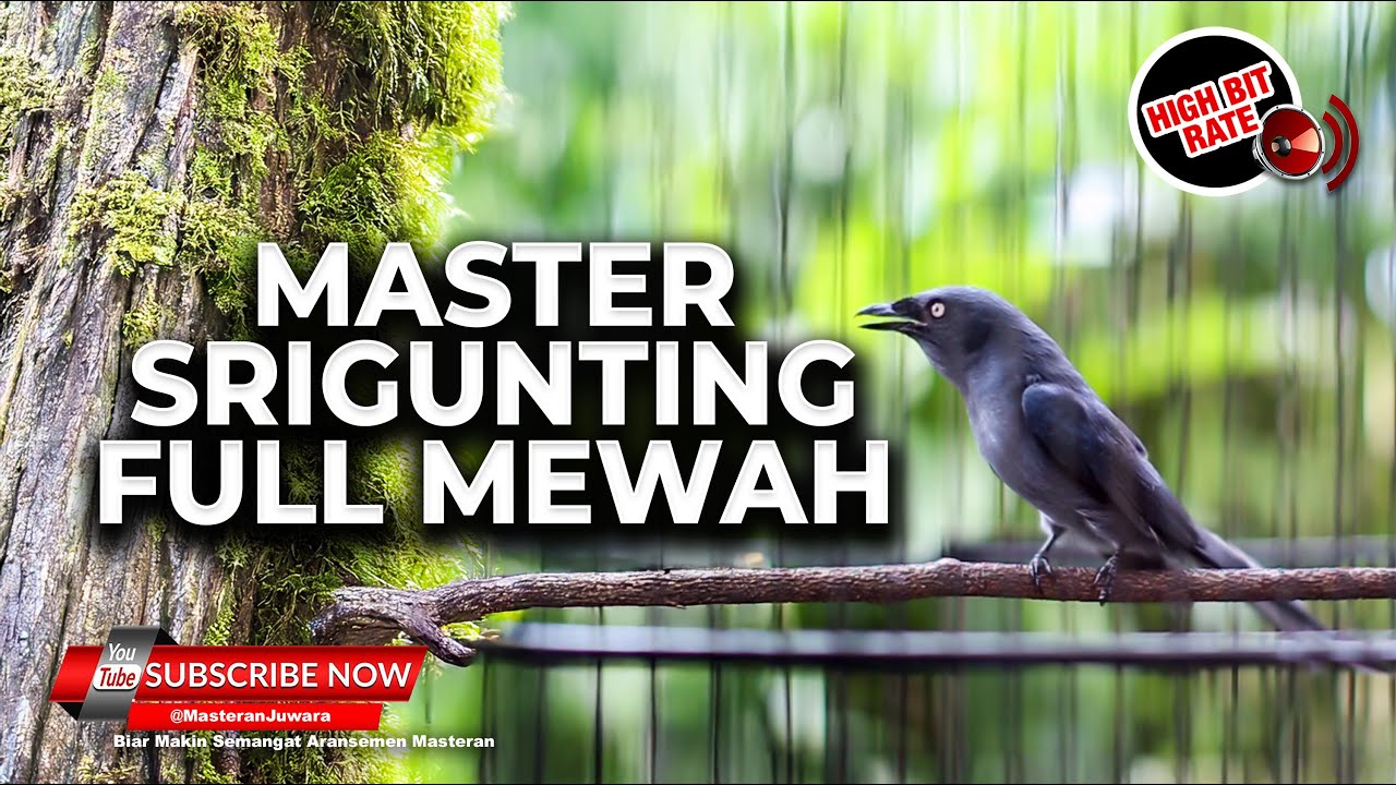 🔴Suara Burung Masteran Srigunting Abu Abu Materi Super Mewah Greja Tarung Cililin Panjang