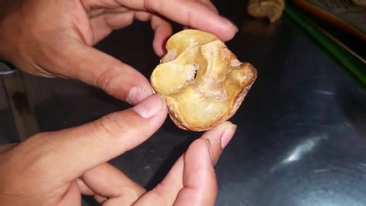 Tarsals and Metatarsal of equines and bovines