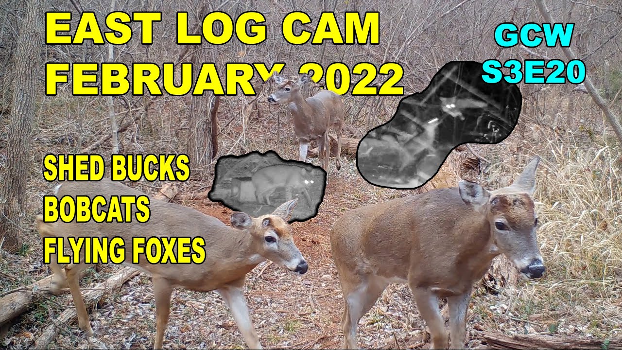 East Log Cam February 2022 S3E20 #trailcam #gamecam #wildlife