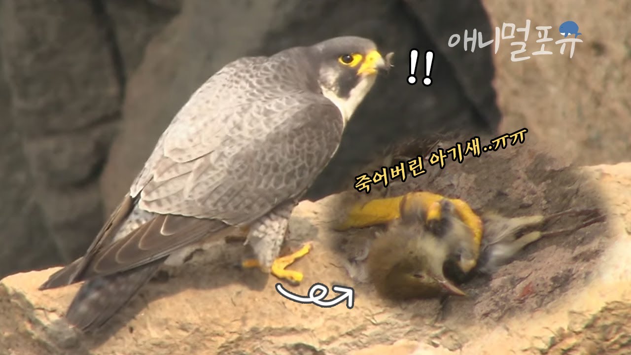 세계 최고 속도를 가진 맹금류 중 가장 날쌔고 사나운 새 송골매💥 날카로운 발톱으로 먹이를 낚아채는데..?ㅣKBS 걸작다큐 110824 방송
