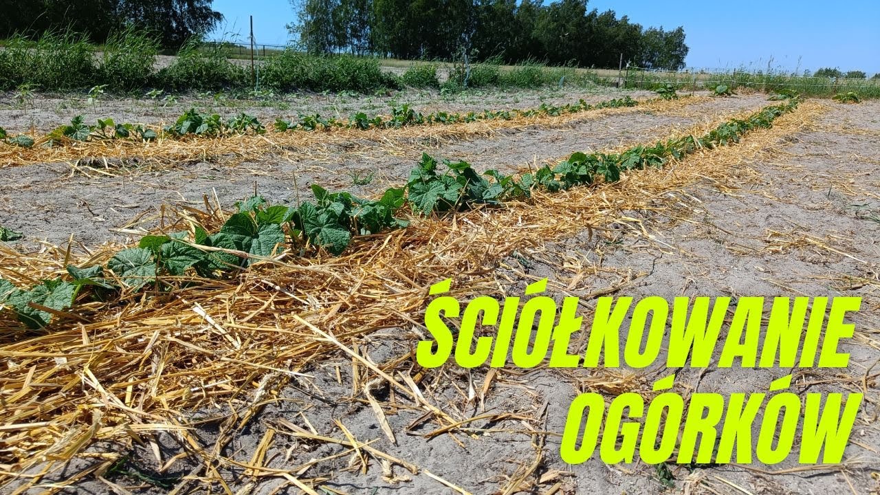 Ściółkuję ogórki. Miała być trawa... a będzie słoma. Precyzyjna graczka