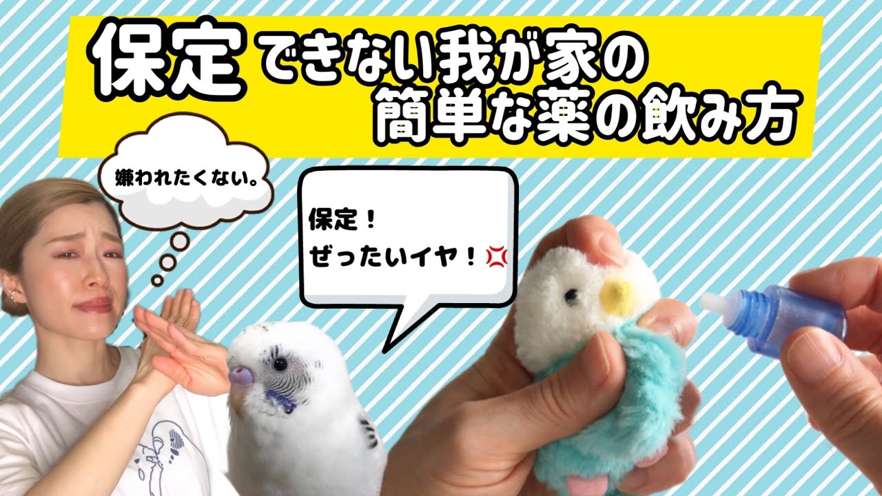 【投薬】保定せずにインコに薬を飲ませる方法！