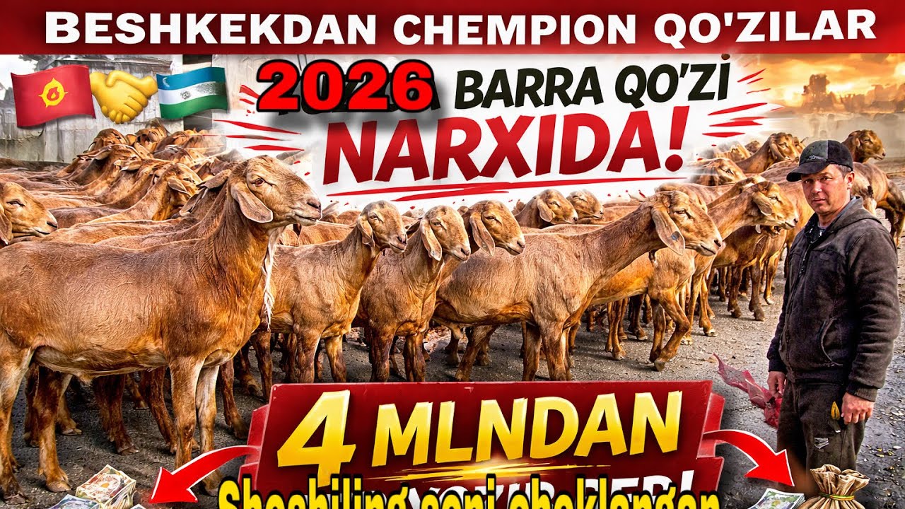 🚨 4 MLN DAN! CHEMPION QO‘ZILAR BARRA QO‘ZI NARXIGA TUSHDI! 🚨
