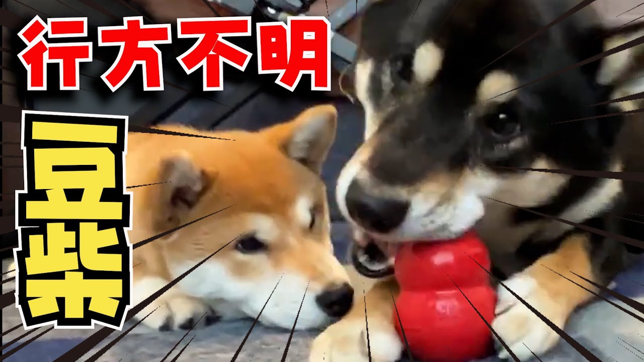 豆柴サイズって何？成長が止まらない柴犬の日常
