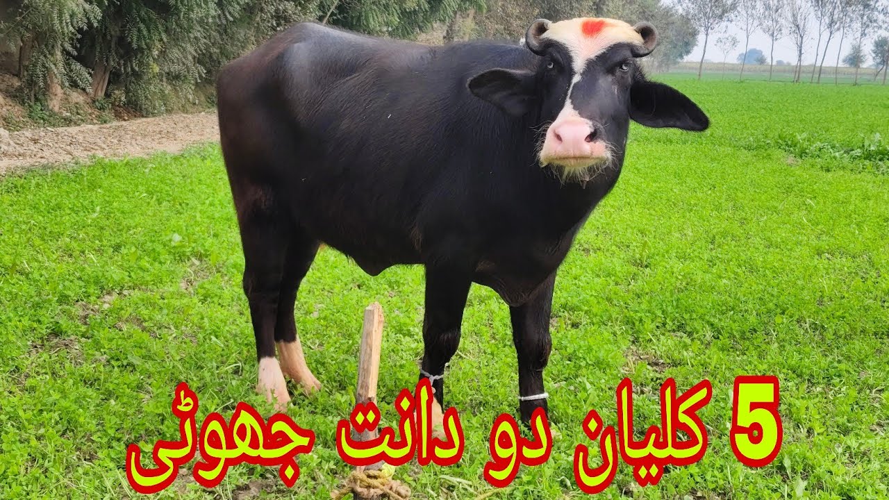 Watch piure Nili Ravi buffalo for sale sheraz Kharal 27.12.2025 03054257727