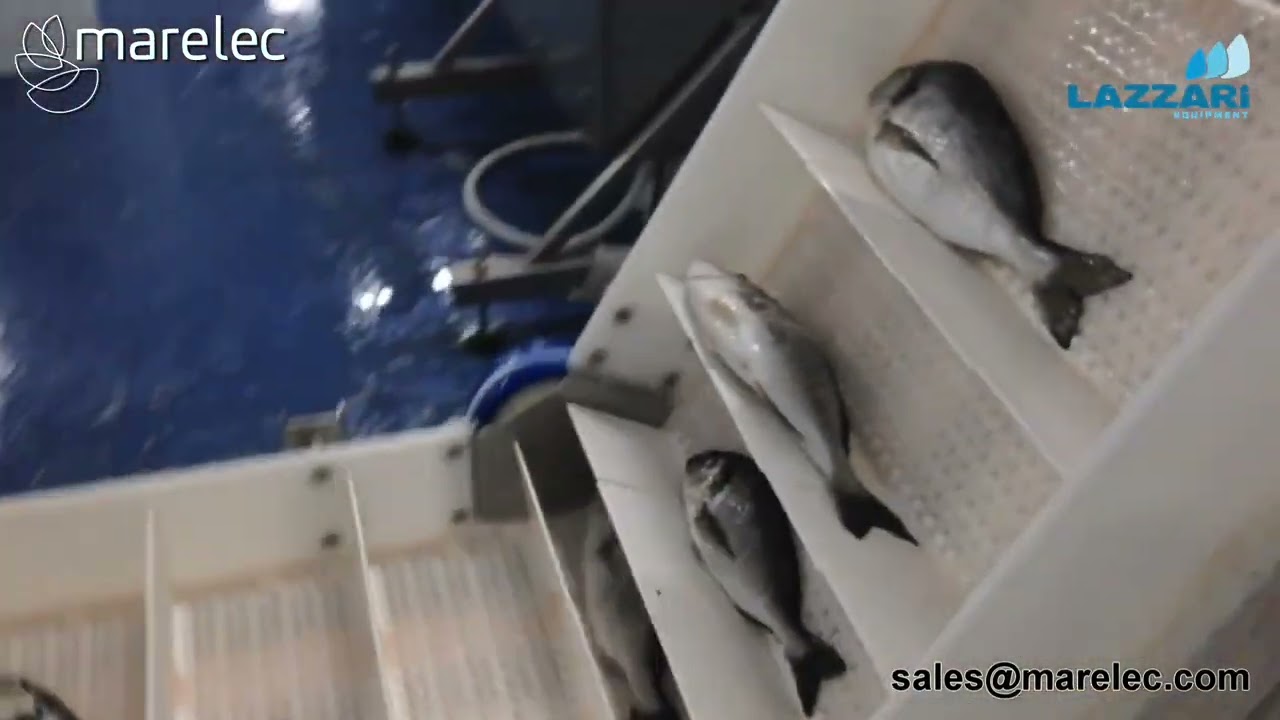 Grader Selezionatore per pesce branzino Marelec MC3