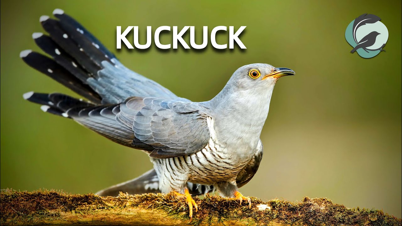 KUCKUCK 💮Zwitscherportrait💮 kleinfein &ndash; Vogelstimmen, Vogelportrait, Steckbrief