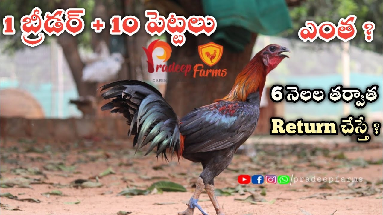 Whatsapp 9107 669 669 || Pradeep Farms || Vijayawada || Peruvian ||