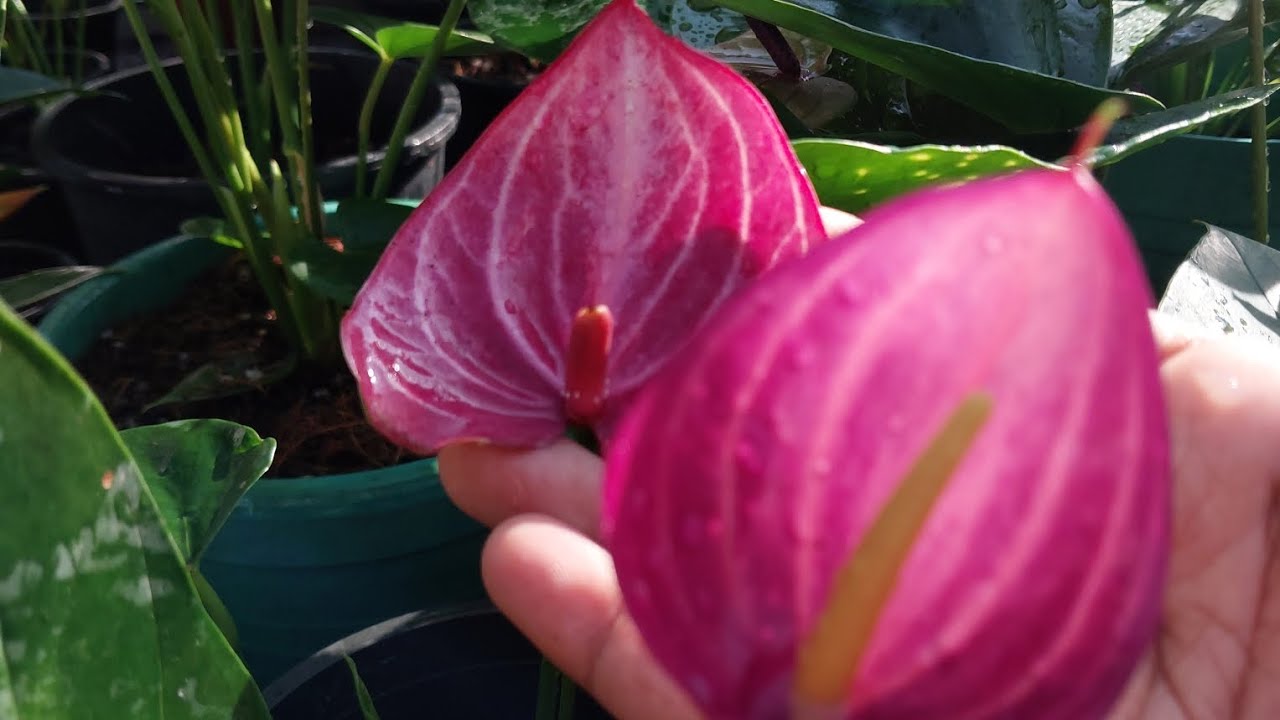 February 24, 2026🥰ලස්සන මල් පැකේජ #anthurium #anthurium 