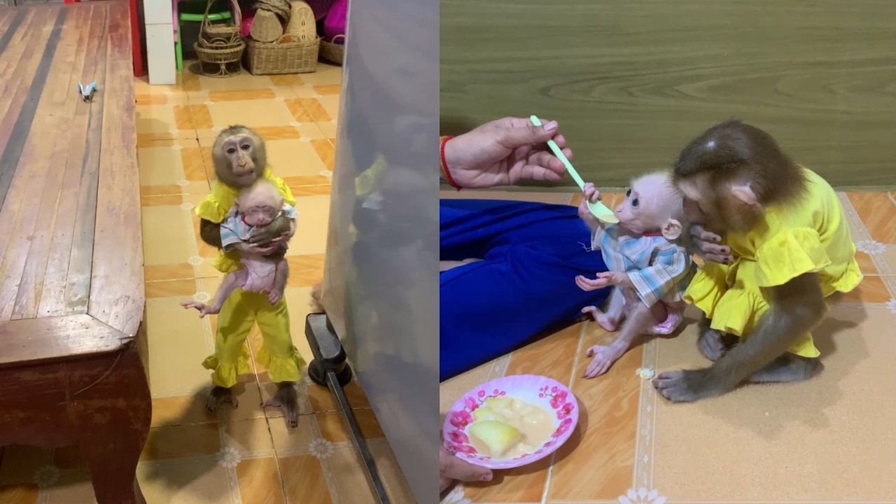 Big Sibling Duties! 💛 Smart Monkey Carries the Baby to Dinner