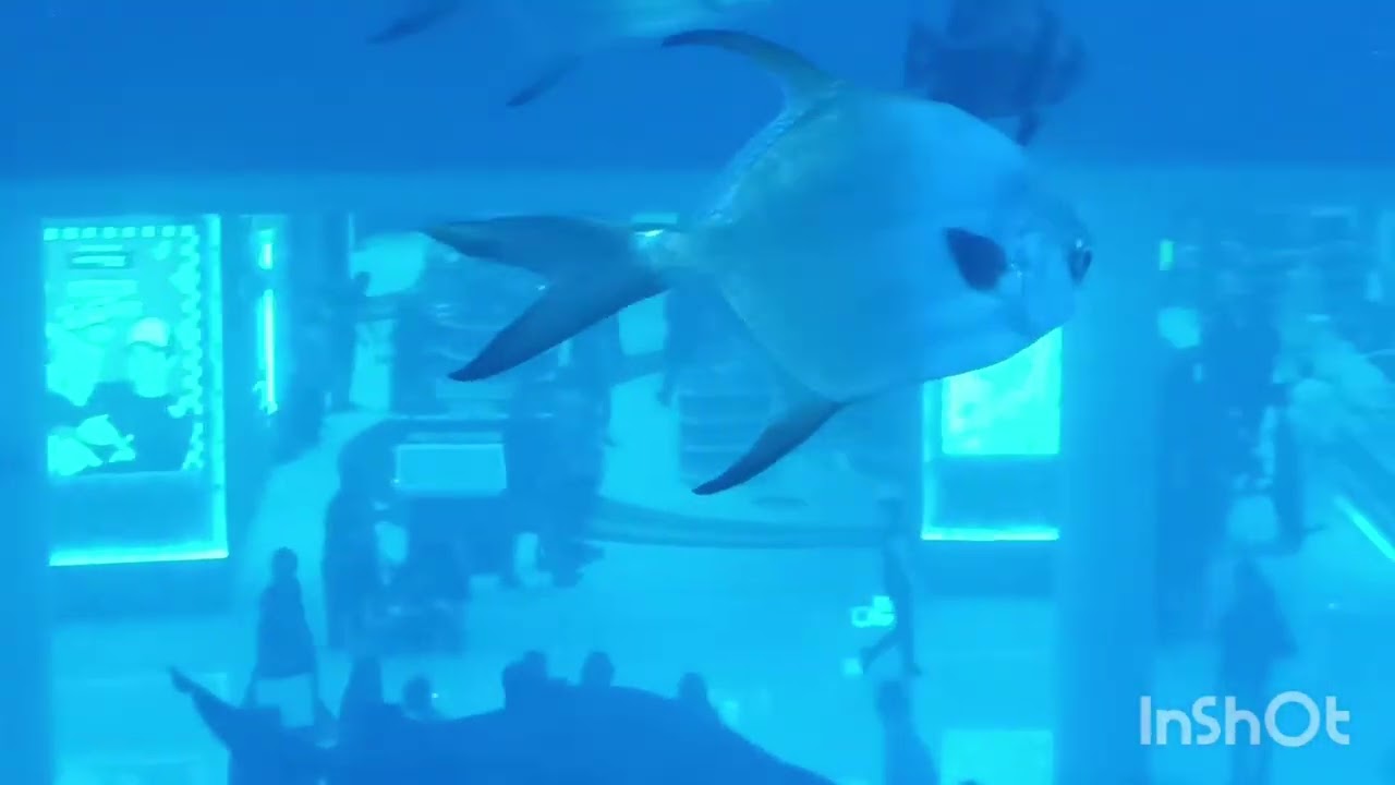 Acquerium in Dubai mall