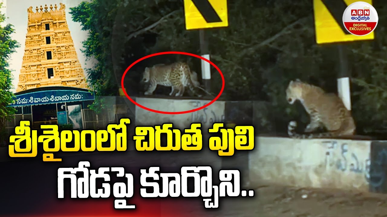 శ్రీశైలంలో చిరుత పులి గోడపై కూర్చొని! Cheetah Hulchal In Srisailam Ghat Road |ABN Digital Exclusives