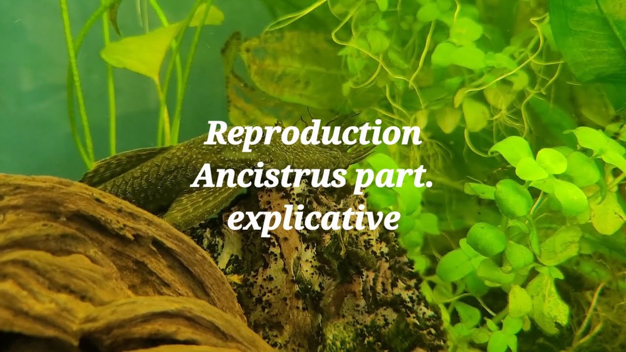 Reproduction ancistrus partie explicative