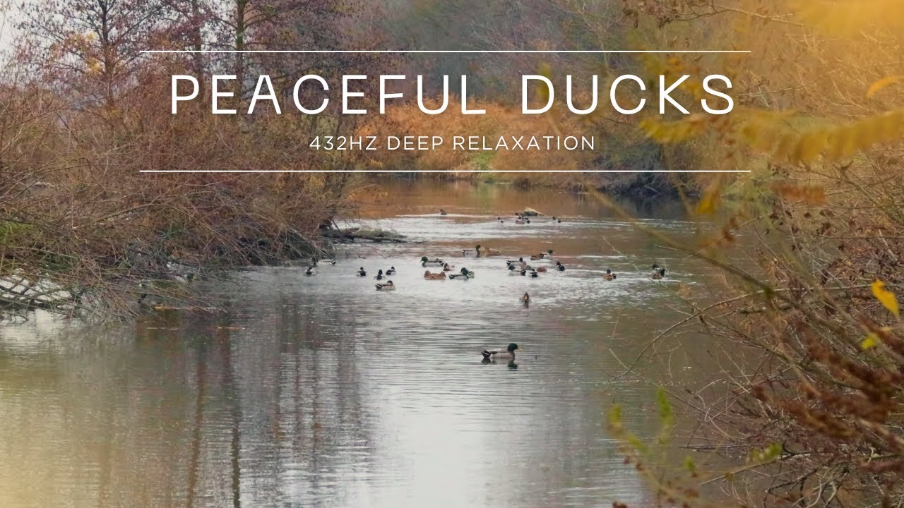 Wild Ducks on a Peaceful River 🦆 | Relaxing Nature Video with 432Hz Music for Stress Relief & Sleep