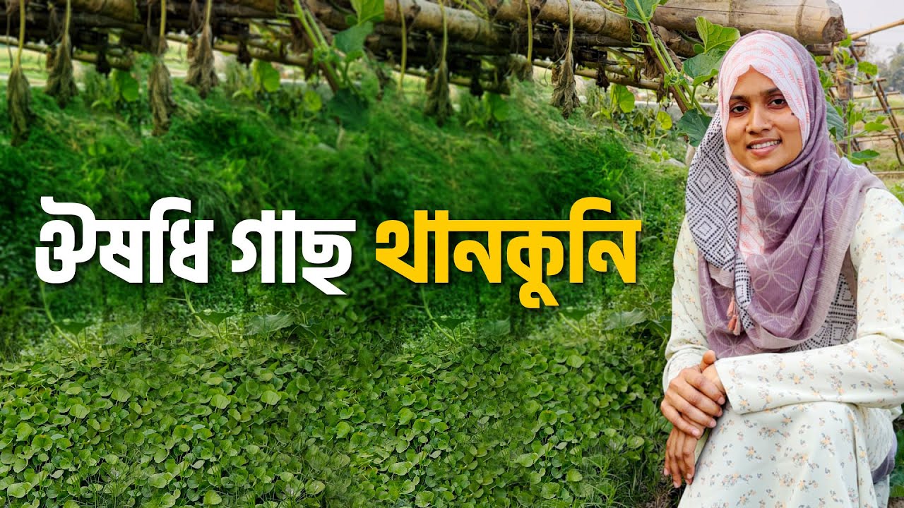 কোরিয়ান গ্লাস স্কিন পেতে থানকুনির ব্যবহার!
