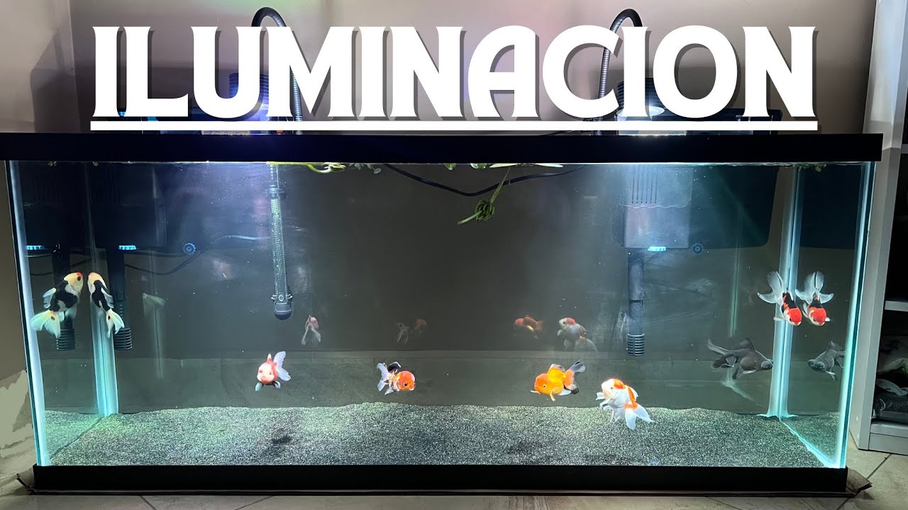 Puse NUEVAS LAMPARAS en el ACUARIO de 210 LITROS con GOLDFISH 😱😍I