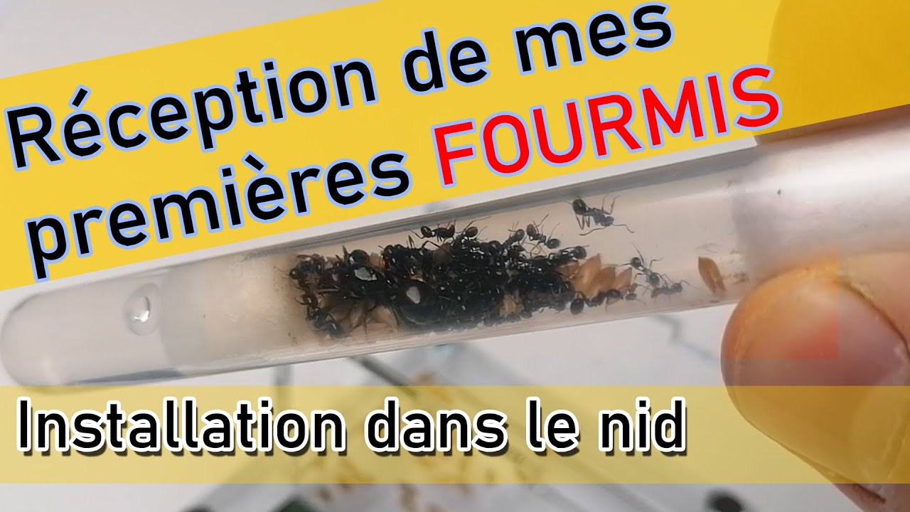 LIVRAISON DE MES FOURMIS !!!! (MESSOR BARBARUS)