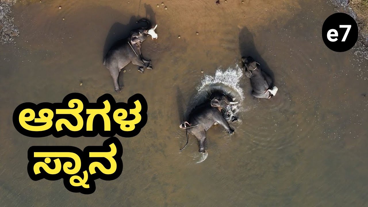 ಆನೆಗಳ ಸ್ನಾನ ನೋಡಲು ಎಷ್ಟು ಚೆಂದ ನೋಡಿ | India's 1st trained Blind Elephant in Sakrebylu | S8-e7