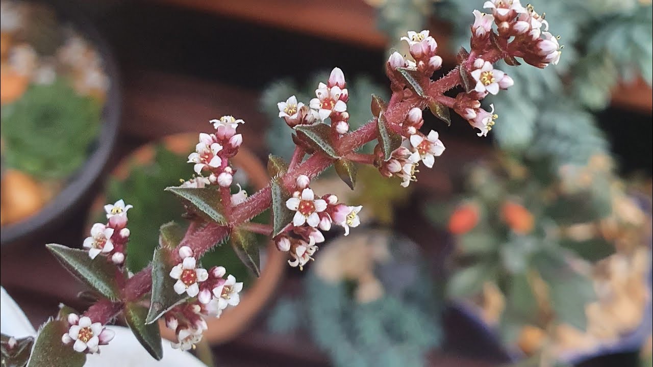 Suculentas com flores lindas, quais Suculentas florescem e como devo cuidar das florações, dicas.