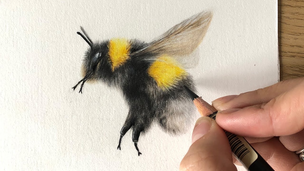 Drawing Bumblebees in Coloured Pencil - 'Bee Kind'