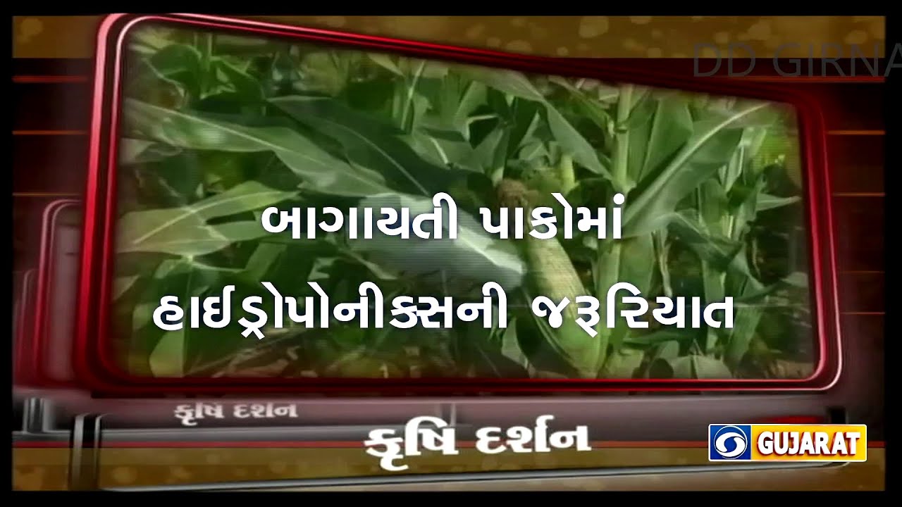 KRUSHI DARSHAN - BAGAYATI PAKO MA HYDROPONICS NI JARURIYAT